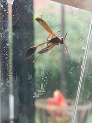 Belonogaster