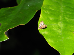 Choreutis limonias