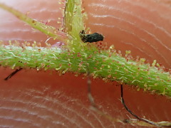 Indigofera adenoides