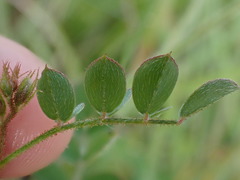 Indigofera adenoides