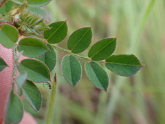 Indigofera adenoides