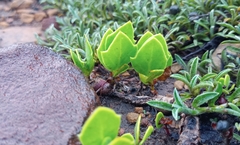 Senecio ruwenzoriensis