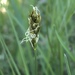 Dry Land Sedge - Photo (c) Samuel Brinker, some rights reserved (CC BY-NC), uploaded by Samuel Brinker