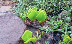 Senecio ruwenzoriensis