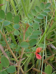 Indigofera adenoides