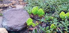 Senecio ruwenzoriensis