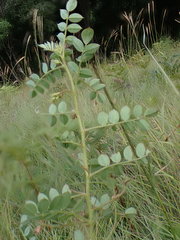 Indigofera adenoides