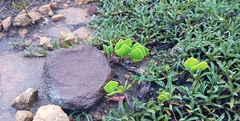 Senecio ruwenzoriensis