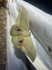 Lobobunaea melichari