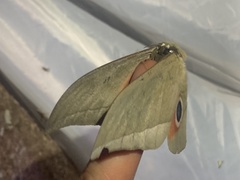 Lobobunaea melichari