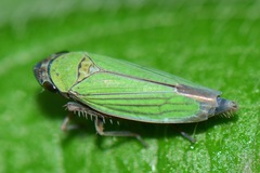 Chlorogonalia losoplanensis