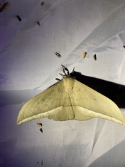 Lobobunaea melichari