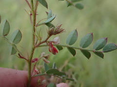 Indigofera adenoides