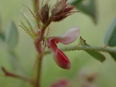 Indigofera adenoides