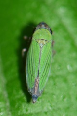 Chlorogonalia losoplanensis