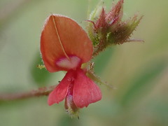 Indigofera adenoides