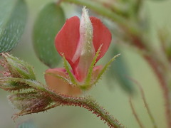 Indigofera adenoides