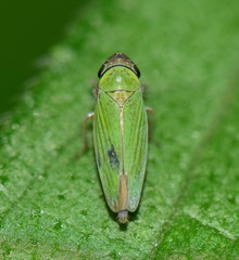 Chlorogonalia losoplanensis
