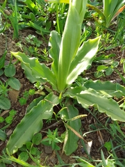 Orchis italica image