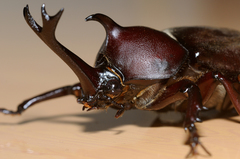 Trypoxylus dichotomus tsunobosonis