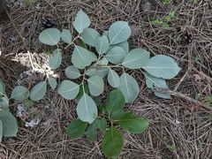 Salix × capreola