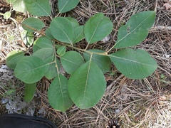 Salix × capreola