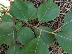 Salix × capreola
