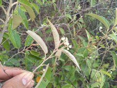 Croton argyrophyllus