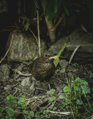Turdus merula