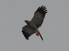 Eastern Chanting Goshawk photo 2