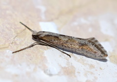 Deuterotinea casanella