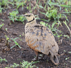 Pterocles gutturalis