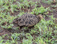 Pterocles gutturalis