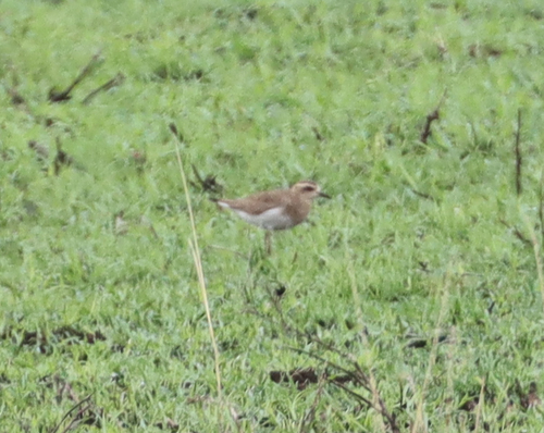 Caspian Plover (Anarhynchus asiaticus), photo 6