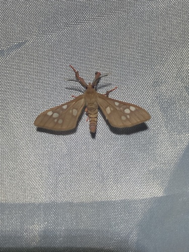 Pseudothyretes perpusilla