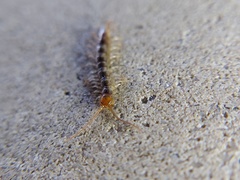 Chilopoda