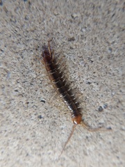 Chilopoda