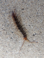 Chilopoda