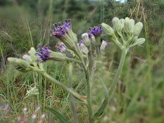 Senecio gerrardii