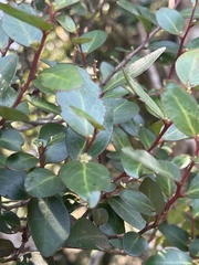 Maytenus acuminata uva-ursi