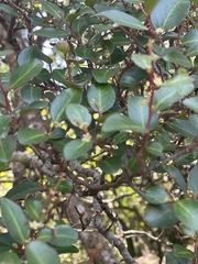 Maytenus acuminata uva-ursi