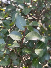 Maytenus acuminata uva-ursi