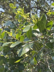 Olinia rochetiana
