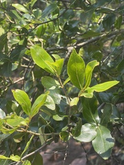 Olinia rochetiana