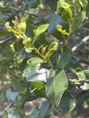 Olinia rochetiana