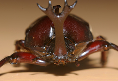 Trypoxylus dichotomus tsunobosonis