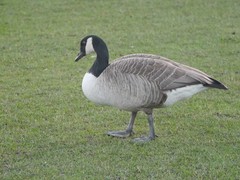 Branta canadensis