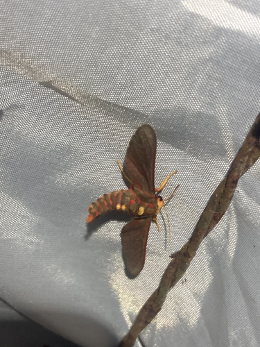 Daphaenisca affinis