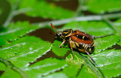 Paratrichius nomurai