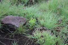 Senecio ruwenzoriensis